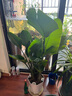 植男植女天堂鳥盆栽客廳室內(nèi)好養(yǎng)大型落地真綠植辦公室植物鶴望蘭源頭直發(fā) 曬單實(shí)拍圖