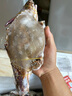 舟山梭子蟹鮮活特大野生大螃蟹新鮮冷凍海鮮水產(chǎn)海蟹飛蟹白蟹順豐 7-9兩/只【5斤凈重 特大肥壯】 曬單實拍圖