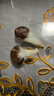 Aseblarm中藥丸蠟紙芝麻丸包裝紙蜜丸紙中藥丸蠟紙用紙蠟光紙蠟丸紙手工包 包2-3g內 肚臍丸蠟紙6x6cm（1000張） 1000張 曬單實(shí)拍圖