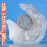 GUO LIAN國聯(lián)水產(chǎn) 翡翠生蝦仁特大號 凈重1斤17-22只 京東蝦仁品質(zhì)保障 曬單實(shí)拍圖