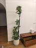 臨雅特級鴨腳木客廳綠植物高級感八方來(lái)財大型盆栽高端大氣上檔鴨掌木 【旗艦款】造型鴨腳木1.5-1.6m+白印象圓盆 曬單實(shí)拍圖
