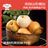 京鮮生山東煙臺萊陽(yáng)秋月梨凈重8斤 單果300g+ 生鮮水果 源頭直發(fā)包郵 曬單實(shí)拍圖