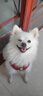 艾爾狗糧 蛋黃  多維狗糧成犬專(zhuān)用糧全犬種通用犬糧 10KG 曬單實(shí)拍圖