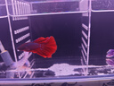 泰國斗魚(yú)母魚(yú)七彩婚紗尾觀(guān)賞魚(yú)桌面小寵物小型熱帶淡水魚(yú)好養包郵 精品黃色半月公/SS級大尾 曬單實(shí)拍圖