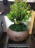 開(kāi)時(shí)果 小葉赤楠盆景擺件 辦公室桌面綠植花卉好養(yǎng)盆栽植物源頭直發(fā)包郵 【熱銷(xiāo)款】舍得紫砂盆+黑石+底座 曬單實(shí)拍圖