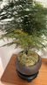 幼薇文竹盆栽植物室內綠化四季迷你辦公室綠植擺件桌面好養(yǎng)創(chuàng)意小盆景 文竹+舍得小紫砂盆+圓形底盤 帶盆栽好 曬單實拍圖