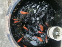 統(tǒng)一 魚糧錦鯉育成稚魚500g 金魚血鸚鵡魚食魚糧上浮不渾水魚糧 曬單實(shí)拍圖
