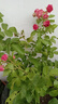 海蒂的花園旗艦店月季花苗花卉盆栽果汁陽(yáng)臺小苗爬藤植物帶花苞 胭脂扣15cm盆 含盆 曬單實(shí)拍圖