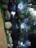 舒福佳（shufujia）太陽(yáng)能插地?zé)魬敉庹彰鳠舻芈駸艋▓@別墅庭院燈草坪燈裝飾景觀燈 曬單實(shí)拍圖
