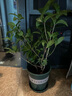 九千谷花盆加侖盆升級款塑料花盆家用園藝種植盆帶托盤16*16cm3個裝5068 曬單實(shí)拍圖
