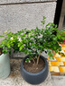 九里香盆栽茉莉花綠植室內驅蚊四季開(kāi)花帶花苞七里香水培盆景植物 高約40cm精品獨干九里香6年苗（原土球） 九里香 曬單實(shí)拍圖