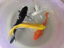 臺灣純種普身蝴蝶鯉觀(guān)賞魚(yú)冷水魚(yú)大鰭大尾冷水魚(yú)好養耐活包郵包活 （貴妃普身）黑白黃紅15-20公分各1條 曬單實(shí)拍圖