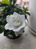 綠有意 綠植花卉辦公室客廳桌面盆栽擺件簡(jiǎn)約創(chuàng)意網(wǎng)紅北歐綠植ins云朵盆 梔子花+甜甜圈PET樹脂盆+托盤+肥料 北歐風(fēng)格網(wǎng)紅綠植 曬單實(shí)拍圖