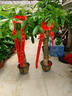 Only you【兩小時(shí)達(dá)】發(fā)財(cái)樹(shù)大型綠植花卉室內(nèi)客廳辦公室開(kāi)業(yè)開(kāi)業(yè)喬遷送禮 大綠蘿 曬單實(shí)拍圖
