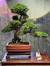 卓美御庭羅漢松盆景室內(nèi)外桌面辦公室庭院老樁真樹(shù)迎客松高端盆栽綠植擺件 精品羅漢松01號(hào) 曬單實(shí)拍圖