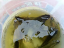 天元武漢天元魚(yú)餌料新紅蟲(chóng)風(fēng)暴易包搞定野釣黑坑大鯽終結者鄧剛釣魚(yú)餌 天元紅蟲(chóng)風(fēng)暴400g 曬單實(shí)拍圖
