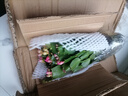 精品帶花苞開(kāi)花蟹爪蘭多色四季花卉家養盆栽室內陽(yáng)臺庭院多肉綠植 蟹爪蘭：雙色中盆【25-35花苞】原土球發(fā)貨 曬單實(shí)拍圖