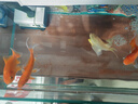 墨一金魚(yú)活魚(yú)黃金錦鯉魚(yú)招財風(fēng)水魚(yú)龍鳳錦鯉好養耐活冷水觀(guān)賞魚(yú) 黃金+草金10-12公分各2條+1備損 曬單實(shí)拍圖