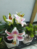 愛(ài)你一萬(wàn)年水培植物香水百合花盆栽帶花苞室內(nèi)好養(yǎng)客廳陽(yáng)臺(tái)花卉水養(yǎng)四季開(kāi)花 【帶花帶根好養(yǎng)】粉色香水百合【3顆】+營(yíng)養(yǎng)液 曬單實(shí)拍圖