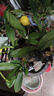雙花劍蝴蝶蘭盆栽蘭花大苗帶花劍帶花苞四季開(kāi)花室內花好養易成活 6.公主--雙花劍發(fā)貨 帶盆栽好 曬單實(shí)拍圖
