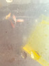 森悠（SARYOR）黑殼蝦除藻蝦淡水鮮活觀(guān)賞蝦清潔魚(yú)耐活好養熱帶觀(guān)賞魚(yú)寵物水晶蝦 【多色組合 】糖果蝦買(mǎi)6送2 備損 曬單實(shí)拍圖