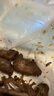 葷八廚 鴨翅中2斤凈重 鴨貨生鮮鴨肉鴨子鴨翅膀鴨中翅鹵菜火鍋凍貨食材 曬單實(shí)拍圖