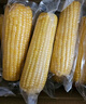 京鮮生東北白糯玉米250g*10棒 新鮮甜糯玉米棒真空包裝粘玉米 源頭直發(fā) 曬單實(shí)拍圖