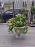 花語植物通用型營養(yǎng)土園藝進口泥炭土養(yǎng)花種菜營土 花語有機栽培基質50L 曬單實拍圖