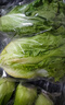 云南鮮生菜約400g 曬單實(shí)拍圖
