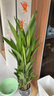 富貴鳥(niǎo)帶花盆栽鶴望蘭客廳室內吸甲醛大型綠植辦公室四季花卉植物 富貴鳥(niǎo)1-1.2米（菱形樹(shù)脂盆） 曬單實(shí)拍圖