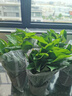 雙盟 綠蘿盆栽除甲醛花卉綠植辦公室新房?jì)艋諝?10款10盆裝源頭直發(fā) 曬單實(shí)拍圖