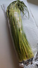 新鮮蒜苔金鄉現摘現發(fā) 現摘蒜苔 1000g 曬單實(shí)拍圖