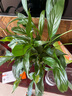 白掌一帆風(fēng)順盆栽植物室內(nèi)花卉綠植水養(yǎng)四季開花新手好養(yǎng)活 白掌1盆（繁星盆） 曬單實(shí)拍圖