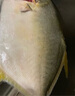 翔泰 海南金鯧魚(yú)凈重900g 2條裝  魚(yú)類(lèi)生鮮 燒烤 火鍋食材 海鮮水產(chǎn) 曬單實(shí)拍圖