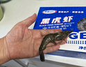 GUO LIAN國聯(lián)特大號黑虎蝦斑節蝦 無(wú)冰鹽凍凈重2斤20-30只 海鮮水產(chǎn)生鮮 曬單實(shí)拍圖