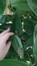 行湘平安樹(shù)盆栽大型綠植新房植物 平安樹(shù)1-1.2米+菱形樹(shù)脂盆 源頭直發(fā) 曬單實(shí)拍圖