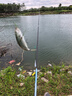 迪卡儂輕風(fēng)行釣魚竿臺(tái)釣竿手竿輕量小綜合多魚種桿5.4M-5479420 曬單實(shí)拍圖