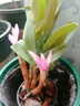 艾瑩七彩香水石斛蘭花四季開(kāi)花好養綠植濃香型石斛室內植物花卉盆栽 6苗連體 七彩石斛 裸根發(fā)貨 曬單實(shí)拍圖
