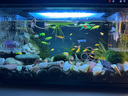 米家（MIJIA）小米米家智能生態(tài)魚(yú)缸還原自然生態(tài)補倉一次三月無(wú)憂(yōu)出差旅行必備 曬單實(shí)拍圖