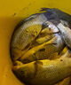 川澤一體成型夜光漂咬鉤變色高靈敏鯽魚漂醒目浮漂鰱鳙大物電子夜釣漂 升級款PL5-3(主攻鯽鯉)吃鉛2.5g 咬鉤變色款 曬單實拍圖