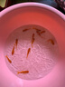 觀(guān)賞魚(yú)紅草金魚(yú)冷水魚(yú)金魚(yú)小魚(yú)活魚(yú)小寵物好養耐活闖缸練手飼料魚(yú) 草金魚(yú)十條+2條備損 3-5cm 曬單實(shí)拍圖