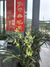聽雪樓蘭花建蘭鐵骨素心盆栽室內陽臺桌面觀花植物綠植花卉盆栽h 建蘭-鐵骨素心9-10苗 裸根不含盆 曬單實拍圖