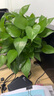 雙盟綠蘿盆栽除甲醛花卉綠植辦公室新房?jī)艋諝?80加侖4盆裝源頭直發(fā) 曬單實(shí)拍圖