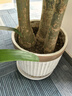 嘆為觀(guān)止大型植物發(fā)財樹(shù)各種大顆盆栽開(kāi)業(yè)喬遷客廳辦公室內好養大型花卉 三桿發(fā)財樹(shù)【1.6-1.8米】 含盆 曬單實(shí)拍圖