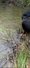 醉魚(yú)藥特效暈魚(yú)江河野釣魚(yú)塘清塘魚(yú)藥一塘清魚(yú)用麻醉魚(yú)靈捕魚(yú)神器 單瓶【暈魚(yú)不傷魚(yú)】 曬單實(shí)拍圖
