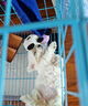 比熊幼犬活體純種比熊寵狗狗活體狗狗幼犬幼崽小狗 血統(tǒng)級 SSS級 母 曬單實拍圖