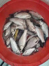 多巴鹽釣魚(yú)小藥四季通用野釣強效誘魚(yú)鯉魚(yú)鯽魚(yú)草魚(yú)鰱鳙魚(yú)餌添加劑 一瓶裝【爆護多巴鹽小藥】 曬單實(shí)拍圖