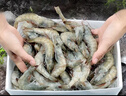 東上御品 國產(chǎn)青島大蝦 特大號白蝦 2030規(guī)格 凈重3斤 盒裝活凍 曬單實拍圖