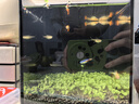 孔雀魚精品純種魚苗觀賞魚金魚熱帶小型淡水好養(yǎng)耐活斑馬鳳尾小魚 【繁殖組】美國全紅 1公2母 曬單實拍圖