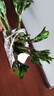 聽(tīng)雪樓龍竹文昌富貴竹植物觀(guān)音竹開(kāi)運直竹室內客廳水養水培綠植花卉 多頭龍竹-50厘米左右-8棵 不含瓶 曬單實(shí)拍圖